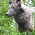 Black Wolf Black Wolf side view